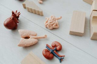 人間の腸と身体（からだ）の関係！腸の不調が健康被害をもたらす理由